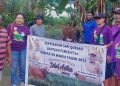 Warga Muslim Flobamora Terima Satu Ekor Sapi Kurban dari Pemkab Mimika