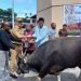 Serahkan 32 Ekor Sapi untuk Umat Muslim, Pj Bupati: Pastikan Daging Kurban Layak Dikonsumsi