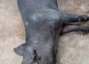 Empat Hari Dilaporkan 61 Ekor Babi di Timika Mati, Peternak Diingatkan Perhatikan Kebersihan Kandang