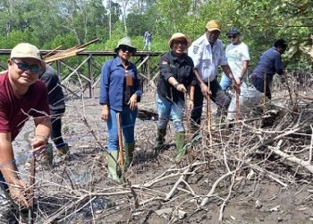 DLH Mimika Tanam 250 Bibit Mangrove dan Bagikan 14 Bak Sampah untuk Rumah Layak Huni di Pomako