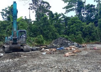 Virus ASF di Timika Makin Ganas, Ribuan Ekor Babi Mati, Disnak-Keswan Kuburkan Secara Massal