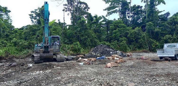 Virus ASF di Timika Makin Ganas, Ribuan Ekor Babi Mati, Disnak-Keswan Kuburkan Secara Massal