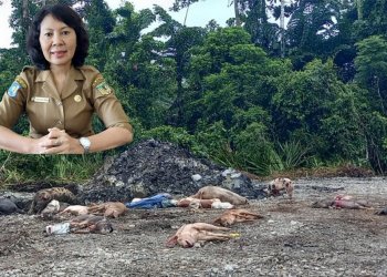 Virus ASF Tidak Menular ke Manusia, Kerugian Ekonomi Miliaran Rupiah