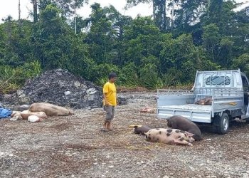 1.848 Ekor Babi Mati Pasca Merebaknya Virus ASF di Timika