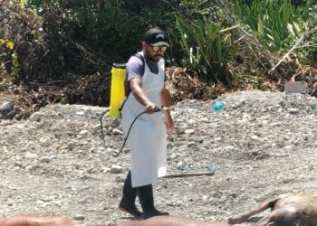 Kabar Terbaru, Sudah 2.938 Ekor Babi di Timika Mati Terserang Virus ASF