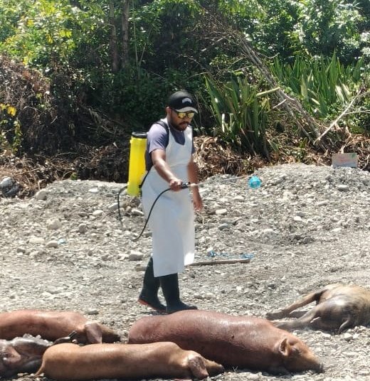 Kabar Terbaru, Sudah 2.938 Ekor Babi di Timika Mati Terserang Virus ASF