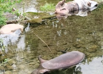 Lemasko Sesalkan Oknum Peternak ‘Nakal’ Buang Babi Mati Terserang Virus ASF di Kali Kamora