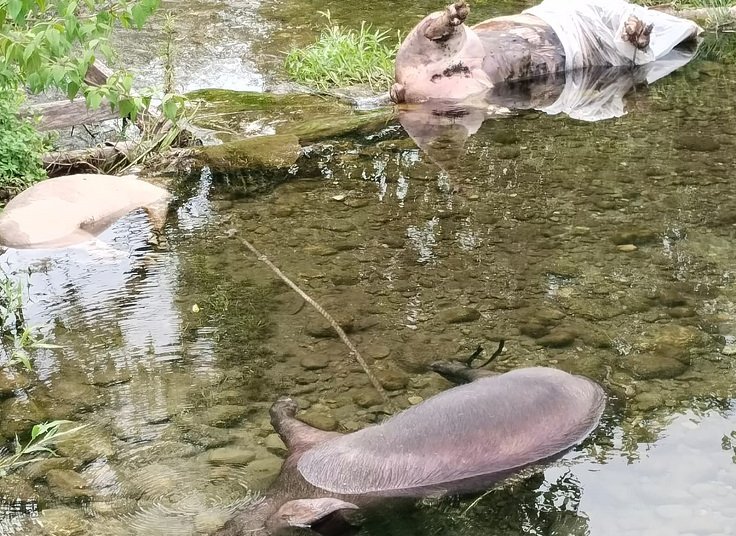 Lemasko Sesalkan Oknum Peternak ‘Nakal’ Buang Babi Mati Terserang Virus ASF di Kali Kamora