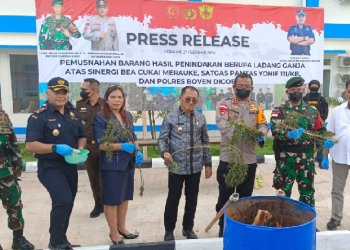Ladang Ganja Seluas 0,1 Hektar Ditemukan di Boven Digoel