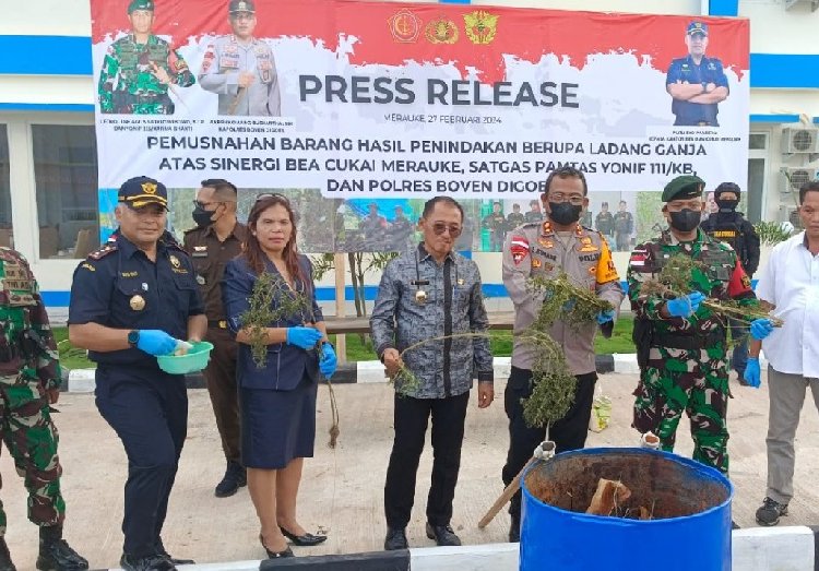 Ladang Ganja Seluas 0,1 Hektar Ditemukan di Boven Digoel