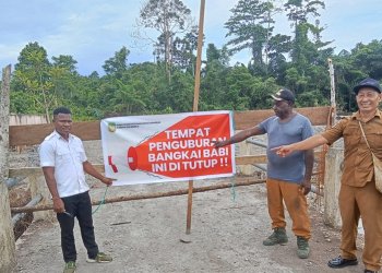 Kematian Babi di Timika Tembus 3.278 Ekor, Warga SP6 Palang Lahan Penguburan