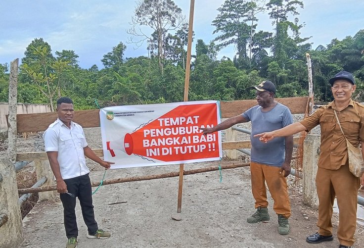 Kematian Babi di Timika Tembus 3.278 Ekor, Warga SP6 Palang Lahan Penguburan