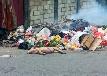 Warga Budi Utomo Geram Bangkai Babi Dibuang di Tempat Pembuangan Sampah