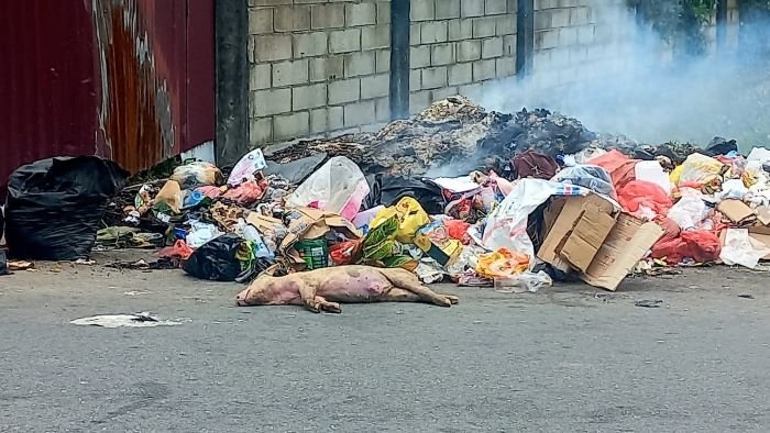 Warga Budi Utomo Geram Bangkai Babi Dibuang di Tempat Pembuangan Sampah