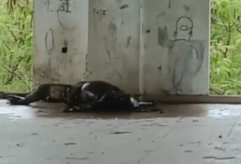 Ditemukan Mayat Membusuk di Gedung Perpustakaan Timika Indah