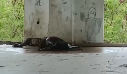 Ditemukan Mayat Membusuk di Gedung Perpustakaan Timika Indah