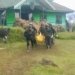 Pasukan TNI-Polri Rebut Distrik Homeyo, Jenazah Alexsander Parapak Berhasil Dievakuasi ke Timika