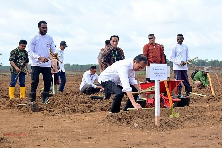 Presiden Joko Widodo Tanam Tebu Perdana di Merauke