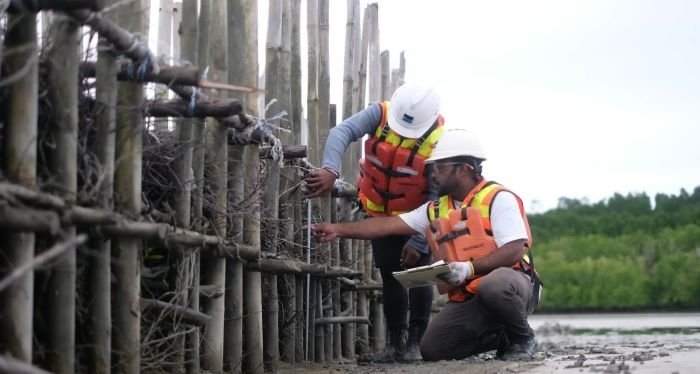 Freeport Percepat Restorasi Ekosistem Mangrove di Pesisir Mimika Lewat Program Estuary Structure