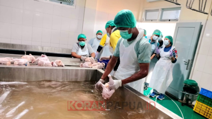 Setiap Bulan Disnak-Keswan Mimika Berhasil Mengirim 18 Ton Ayam Potong Lokal ke Freeport, PUMS dan PSU  