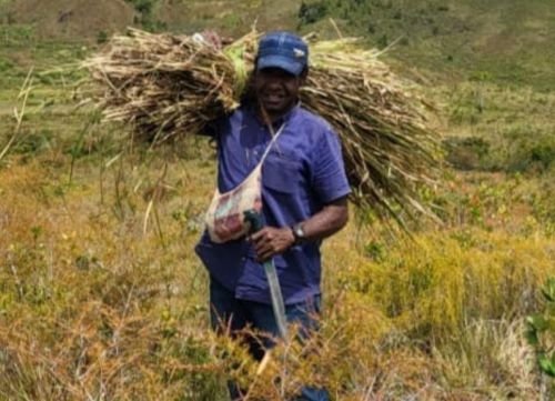 Syarat Umum dan Khusus DPRK, DPRPP dan CPNS Papua Pegunungan 2024