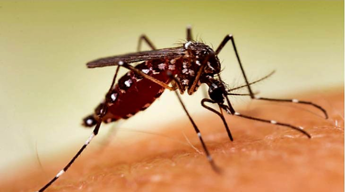 Oktober 2024 Kasus Malaria di Distrik Mimika Timur Meningkat Hingga 523 Kasus