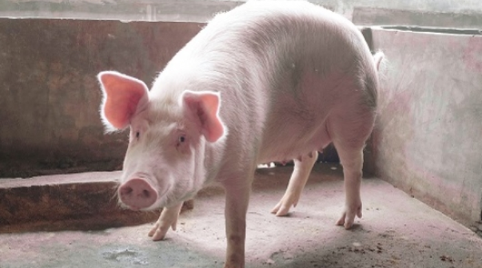 Demam Babi Melanda Papua Tengah, Pj Gubernur: Peternak Alami Kerugian Besar