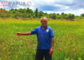 Cerita Yakobus Pani, Petani Sawah di Kampung Mulia SP7 Mimika, Bisa Tiga Kali Panen, Pupuk Masih Menjadi Kendala