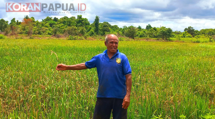 Cerita Yakobus Pani, Petani Sawah di Kampung Mulia SP7 Mimika, Bisa Tiga Kali Panen, Pupuk Masih Menjadi Kendala