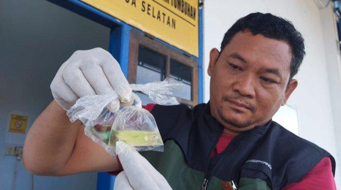 Cegah Hama Penyakit dari Luar Papua, Karantina Periksa 820 Ikan Hias yang Masuk ke Merauke