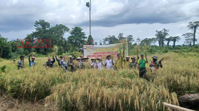 Distanbun Mimika Bersama Petani Tunas Perkasa Naena Muktipura Panen Perdana Padi Gogo Varietas Inpago 13 Fortiz