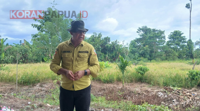 Gallery Foto Distanbun Mimika Panen Perdana Padi Gogo Varietas Inpago 13 Fortiz di Naena Muktipura