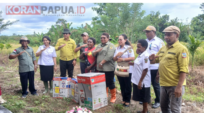 Gallery Foto Distanbun Mimika Panen Perdana Padi Gogo Varietas Inpago 13 Fortiz di Naena Muktipura