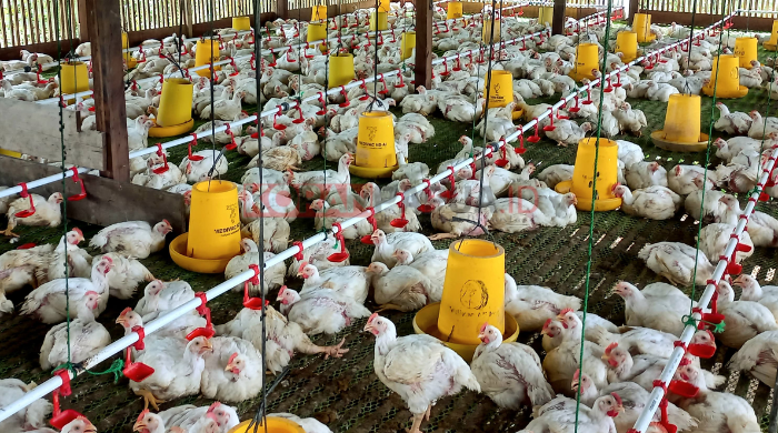Manfaatkan DD, Bumdes Naena Muktipura Tingkatkan Pendapatan Kampung Melalui Usaha Ayam Potong