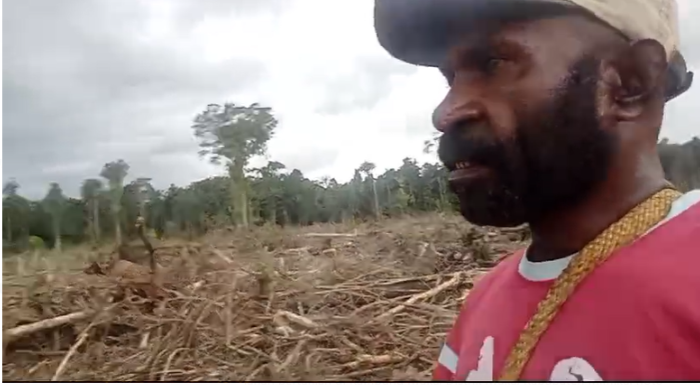 Lemasko Kecam Puluhan Hektar Hutan di Kampung Iwaka Mimika Dibabat Habis dan Kini Dibiarkan Terbengkalai