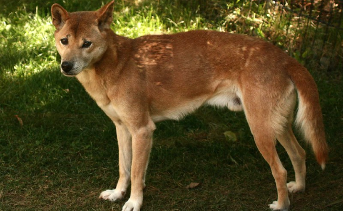 Freeport Jaga Biodiversitas Papua, Berhasil Dokumentasikan 130 Spesies Baru, Termasuk New Guinea Singing Dog