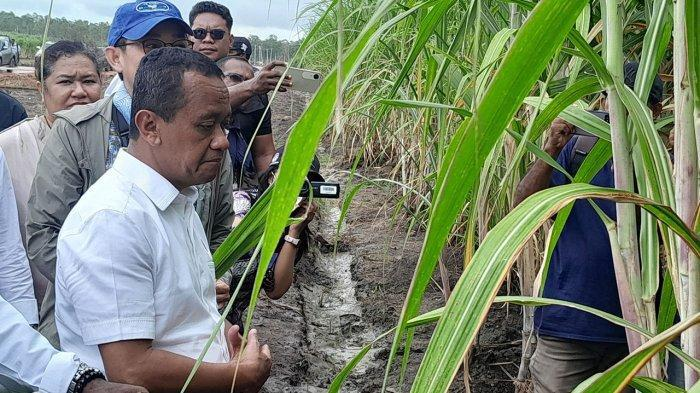 Target Swasembada Nasional, Merauke Jadi Pusat Produksi Gula Terbesar di Asia