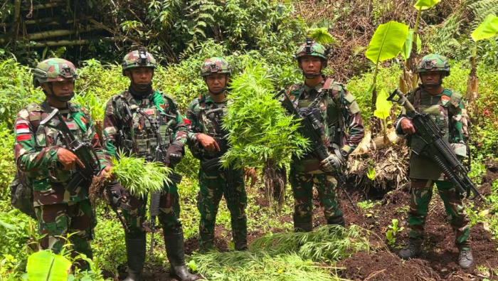 Satgas Gabungan Temukan Empat Kebun Ganja di Oksibil, Pegunungan Bintang