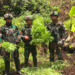 Satgas Gabungan Temukan Empat Kebun Ganja di Oksibil, Pegunungan Bintang