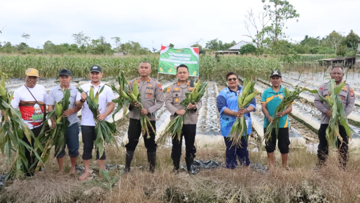 Polres Mimika Panen Jagung Kuartal III di Lahan Seluas Satu Hektar