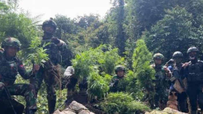 Satgas Yonif 751/VJS Temukan Ladang Ganja di Hutan Oksibil Pegunungan Bintang