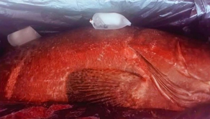Seekor Kerapu dengan Berat 162 Kilogram Asal Timika Diterbangkan ke Jakarta