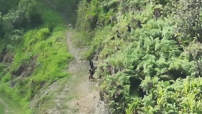 Dua Prajurit TNI di Papua Gugur Ditembak KKB, Senjata Dirampas