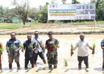 Yonif 754 Kostrad Tanam Padi, Dukung Program Swasembada Pangan, Ketua DPRD Mimika Sampaikan Apresiasi