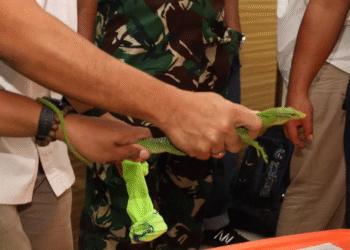 TNI AL Berhasil Amankan 33 Reptil Asal Papua yang Diselundupkan Melalui KM Dobonsolo