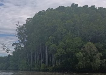 Lirik Investor Karbon, Papua Barat Daya Hadir di Lokakarya Eksklusif Kedubes Belanda