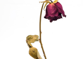 Nekat Langgar Laut Ingin Mempersunting, Cinta Nyong Papua Kandas di Kota Kupang