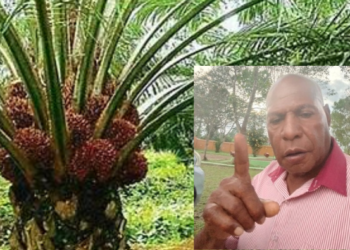 Air Mata Sumatra Jangan Terjadi di Papua, Lemasko Lantang Bersuara Tolak Ekspansi Sawit Berskala Besar