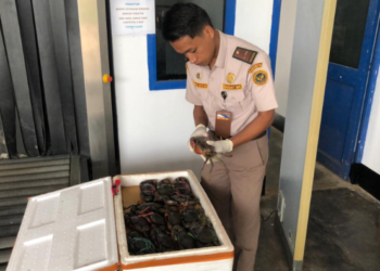 1.885 Ekor Kepiting Bakau Asal Papua Selatan Dikirim ke Jakarta, Bali dan Makassar