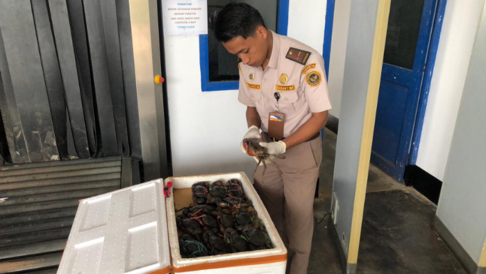 1.885 Ekor Kepiting Bakau Asal Papua Selatan Dikirim ke Jakarta, Bali dan Makassar